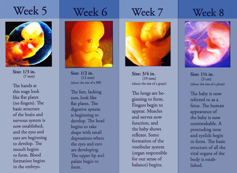 Baby Stages In The Womb By Month - maternity photos